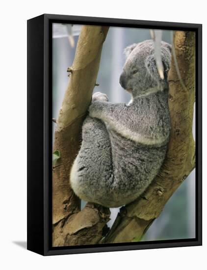 A Koala Finds the Perfect Perch-null-Framed Stretched Canvas