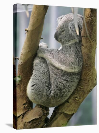 A Koala Finds the Perfect Perch-null-Stretched Canvas