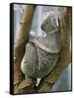 A Koala Finds the Perfect Perch-null-Framed Stretched Canvas