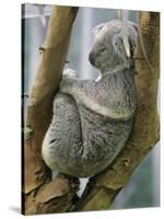 A Koala Finds the Perfect Perch-null-Stretched Canvas