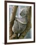 A Koala Finds the Perfect Perch-null-Framed Photographic Print