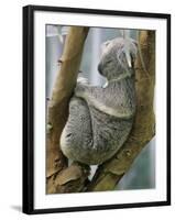 A Koala Finds the Perfect Perch-null-Framed Photographic Print