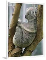 A Koala Finds the Perfect Perch-null-Framed Photographic Print