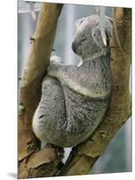A Koala Finds the Perfect Perch-null-Mounted Photographic Print