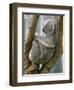 A Koala Finds the Perfect Perch-null-Framed Photographic Print