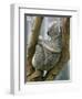 A Koala Finds the Perfect Perch-null-Framed Photographic Print