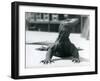 A Komodo Dragon at London Zoo, August 1928 (B/W Photo)-Frederick William Bond-Framed Giclee Print