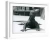 A Komodo Dragon at London Zoo, August 1928 (B/W Photo)-Frederick William Bond-Framed Giclee Print