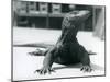 A Komodo Dragon at London Zoo, August 1928 (B/W Photo)-Frederick William Bond-Mounted Giclee Print