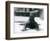 A Komodo Dragon at London Zoo, August 1928 (B/W Photo)-Frederick William Bond-Framed Giclee Print