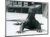 A Komodo Dragon at London Zoo, August 1928 (B/W Photo)-Frederick William Bond-Mounted Giclee Print