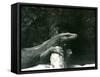 A Komodo Dragon/Monitor Resting its Neck and Forelegs up against a Log at London Zoo in June 1927 (-Frederick William Bond-Framed Stretched Canvas