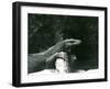 A Komodo Dragon/Monitor Resting its Neck and Forelegs up against a Log at London Zoo in June 1927 (-Frederick William Bond-Framed Giclee Print