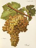 Pamit Grape-A. Kreyder-Giclee Print