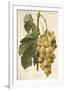 Gramercy White