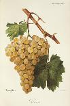 Liada Grape-A. Kreyder-Giclee Print