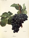 Oriou Grape-A. Kreyder-Giclee Print