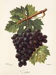 Boal Grape-A. Kreyder-Giclee Print