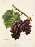 Oriou Grape-A. Kreyder-Giclee Print