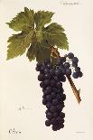 Pamit Grape-A. Kreyder-Giclee Print