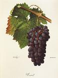 Rouge Du Valais Grape-A. Kreyder-Giclee Print