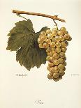 Praca Grape-A. Kreyder-Giclee Print