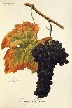 Nador Grape-A. Kreyder-Giclee Print