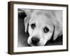 A Labrador puppy, 1978-Freddie Reed O.B.E.-Framed Photographic Print