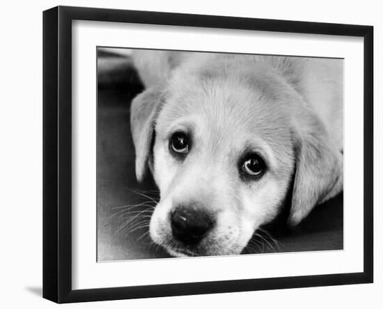 A Labrador puppy, 1978-Freddie Reed O.B.E.-Framed Photographic Print