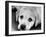 A Labrador puppy, 1978-Freddie Reed O.B.E.-Framed Photographic Print