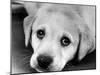 A Labrador puppy, 1978-Freddie Reed O.B.E.-Mounted Photographic Print