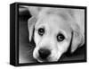 A Labrador puppy, 1978-Freddie Reed O.B.E.-Framed Stretched Canvas