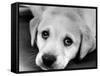 A Labrador puppy, 1978-Freddie Reed O.B.E.-Framed Stretched Canvas