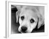 A Labrador puppy, 1978-Freddie Reed O.B.E.-Framed Photographic Print