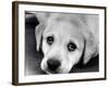 A Labrador puppy, 1978-Freddie Reed O.B.E.-Framed Photographic Print