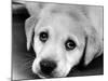 A Labrador puppy, 1978-Freddie Reed O.B.E.-Mounted Photographic Print