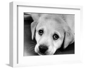 A Labrador puppy, 1978-Freddie Reed O.B.E.-Framed Photographic Print