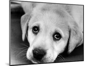 A Labrador puppy, 1978-Freddie Reed O.B.E.-Mounted Photographic Print