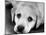 A Labrador puppy, 1978-Freddie Reed O.B.E.-Mounted Photographic Print