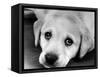 A Labrador puppy, 1978-Freddie Reed O.B.E.-Framed Stretched Canvas