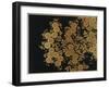 A Lacquer Box Decorated with Chrysanthemums, 20th Century-Okada Beisanjin-Framed Giclee Print