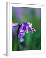 A Lady Bird on a Bluebell Plant-Frankie Angel-Framed Photographic Print