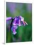 A Lady Bird on a Bluebell Plant-Frankie Angel-Framed Photographic Print