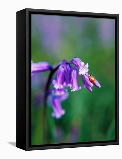 A Lady Bird on a Bluebell Plant-Frankie Angel-Framed Stretched Canvas