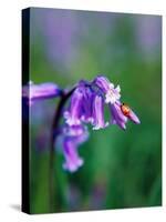 A Lady Bird on a Bluebell Plant-Frankie Angel-Stretched Canvas