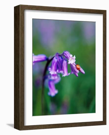 A Lady Bird on a Bluebell Plant-Frankie Angel-Framed Photographic Print