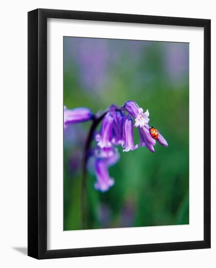 A Lady Bird on a Bluebell Plant-Frankie Angel-Framed Photographic Print