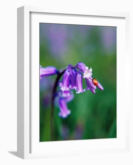 A Lady Bird on a Bluebell Plant-Frankie Angel-Framed Photographic Print