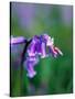 A Lady Bird on a Bluebell Plant-Frankie Angel-Stretched Canvas