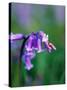 A Lady Bird on a Bluebell Plant-Frankie Angel-Stretched Canvas
